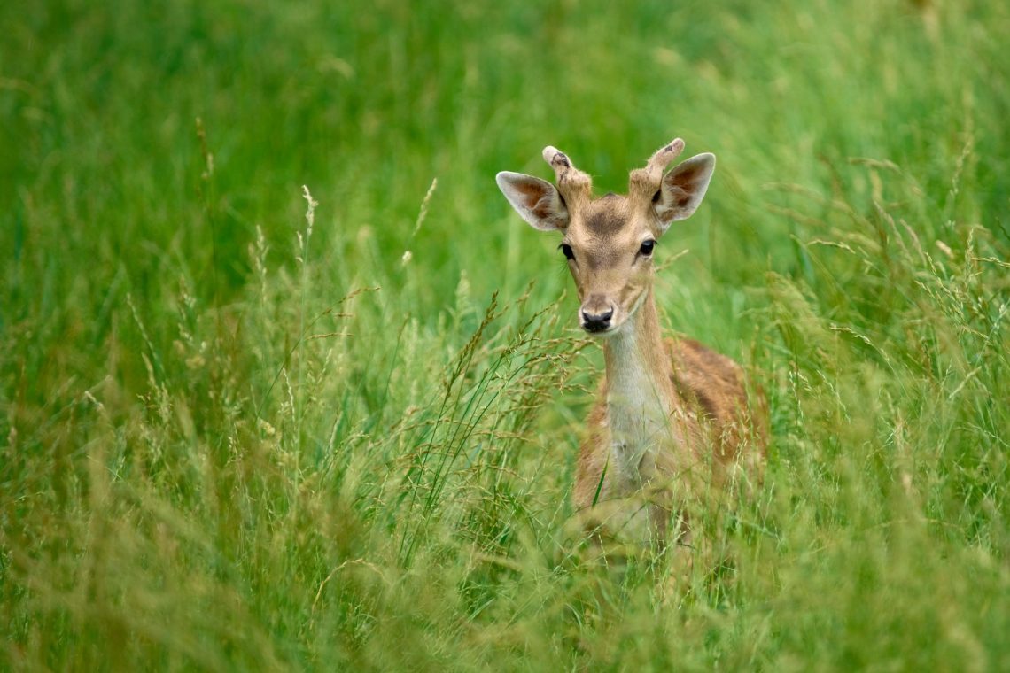 13. avgust: začetek predvajanja Disneyeve risanke Bambi