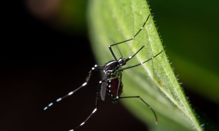 Virus Zahodnega Nila potrjen pri štirih sivih vranah v Ljubljani
