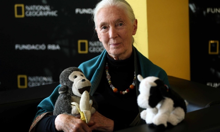 Leonardo DiCaprio se je poslovil od Jane Goodall z ganljivim poklonom