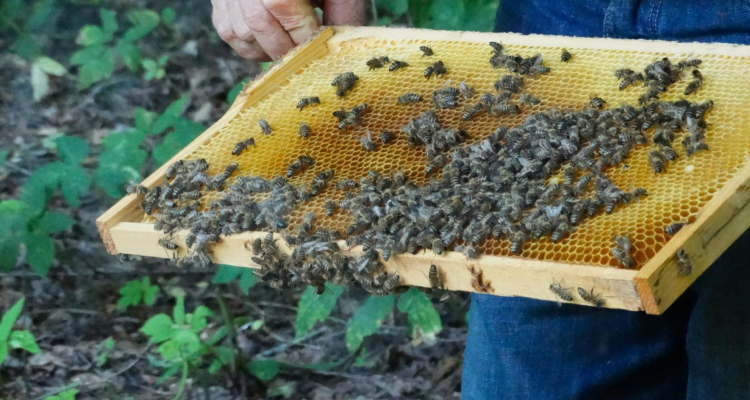 Let it BEE: nov čezmejni apituristični projekt pod okriljem občine Krško